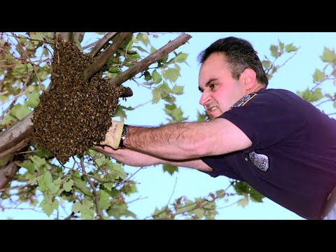 A fourth generation beekeeper talks about his passion | StoryCorps