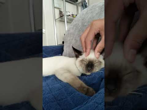 Adorable Siamese Cat Loves His Head Massage!!!