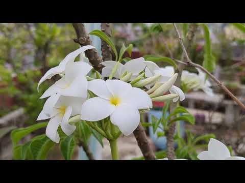 The beauty of wood rose flowers is extraordinary.