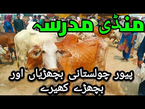 Mandi madriss 03017004685June 24, 2025