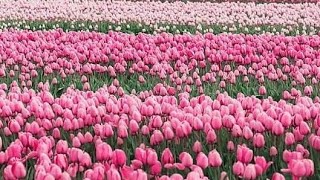 Download lagu |JUZ 1|PARA 1|الم|Beautiful Recitation by Sheikh Maher Al-Muaiqly | mp3 Download lagu |JUZ 1|PARA 1|الم|Beautiful Recitation by Sheikh Maher Al-Muaiqly | mp3