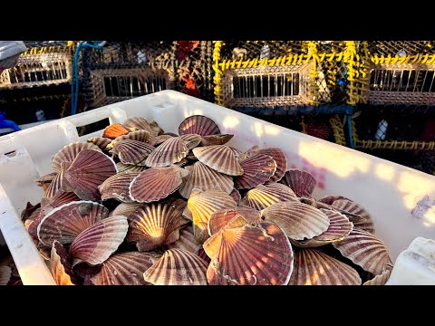 Commercial Fishing - A Day in the Life of a Commercial Scallop Fisherman | The Fish Locker