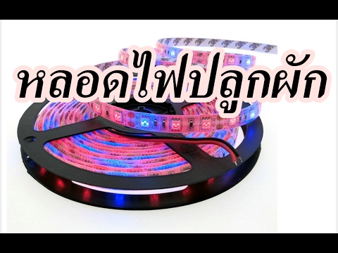 วิธีการเพิ่มสมาชิก 9 เด็ก คุณสามารถขยายปั๊มอวัยวะเพศของคุณ