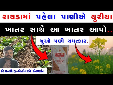 એકરમાં ૫૦ મણ થી વધારે રાયડો લેવા કયા કામો કરવા જોઈએ? | rayda ni kheti #raydo 