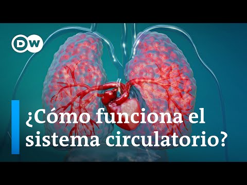 ¿Cómo funciona la circulación sanguínea?