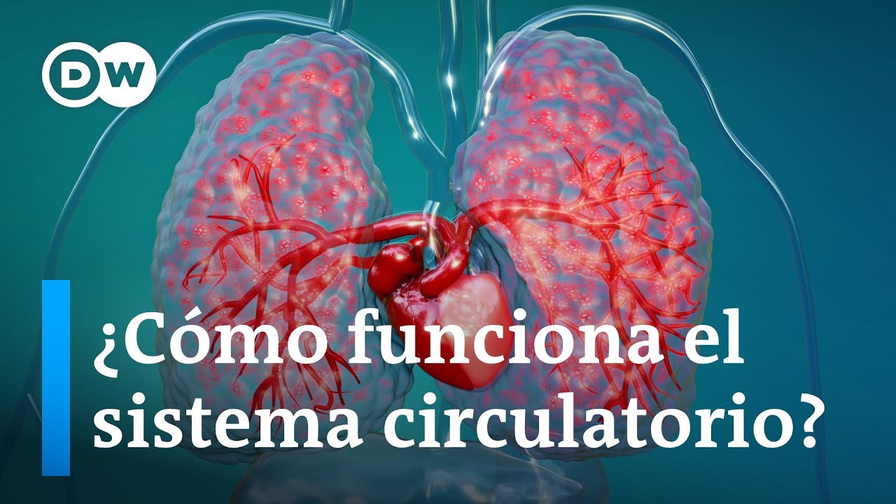 ¿Cómo funciona la circulación sanguínea?