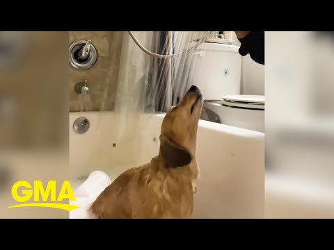 This Dachshund LOVES Shower Time