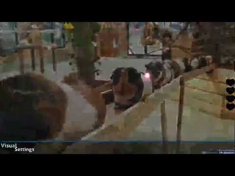 THE CLIP YOU DIDN'T SEE FROM WHITECAT