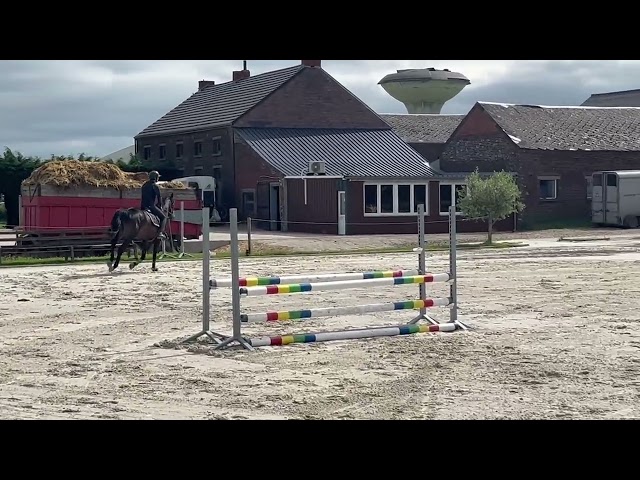 Magnifique, Jument, 8 ans, +-1m64, bwp