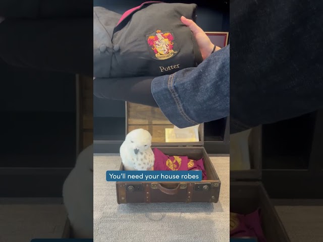 Vídeo relacionado con LolaPix Bolsa Gryffindor. Bolsa merienda Personalizada. Bolsa merienda Infantil. Regalo Personalizado con Nombre. 30x23 cm. Varios diseños. Gryffindor