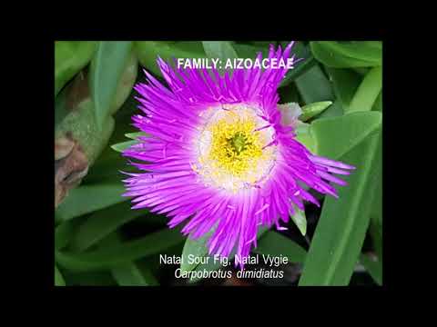 AFRICAN WILDFLOWERS OF KWAZULU-NATAL, SOUTH AFRICA PART 1 (SPECIES 1 - 50)