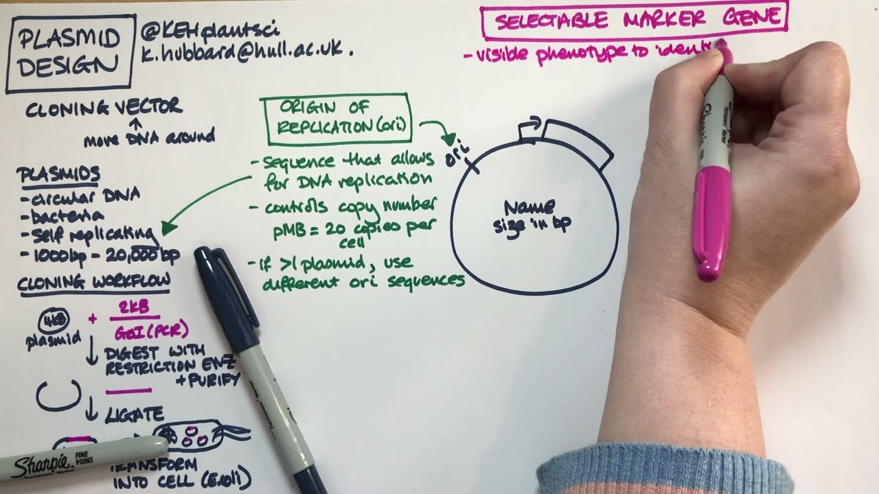 Plasmid design (bacterial expression vector)