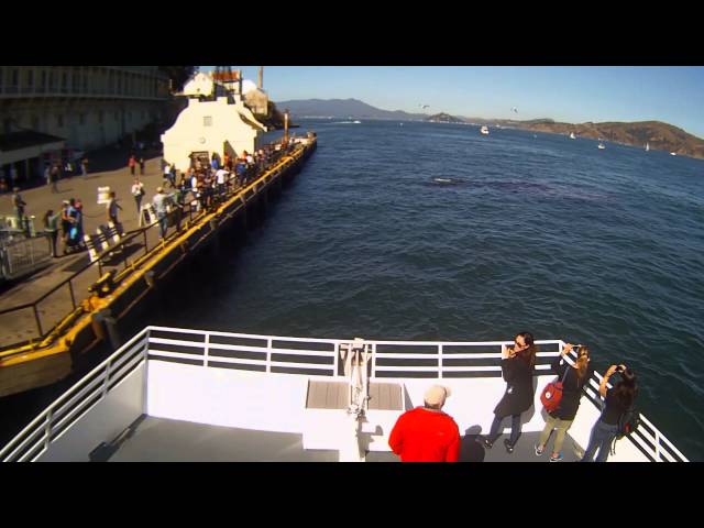 Exclusive video: The first hunt by a great white shark ever recorded in San Francisco Bay