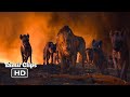 The Lion King 2019 Simba Team Vs Scar Team Fight Scene Tamil 17 19 MovieClips Tamil