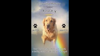 🕊 In Loving Memory of ROCKY🐶🕊  (May 8, 2016-January 9, 2024)