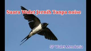 Download lagu suara walet jernih tanpa noise, Sp walet mendunia mp3