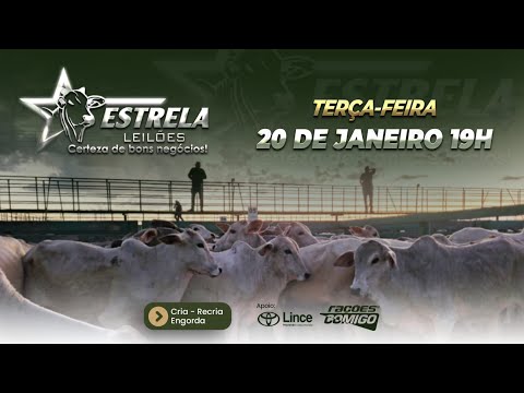ESTRELA LEILÕES -  20  / 01 / 2026 -  19:00 HS. - Morrinhos  - Goiás