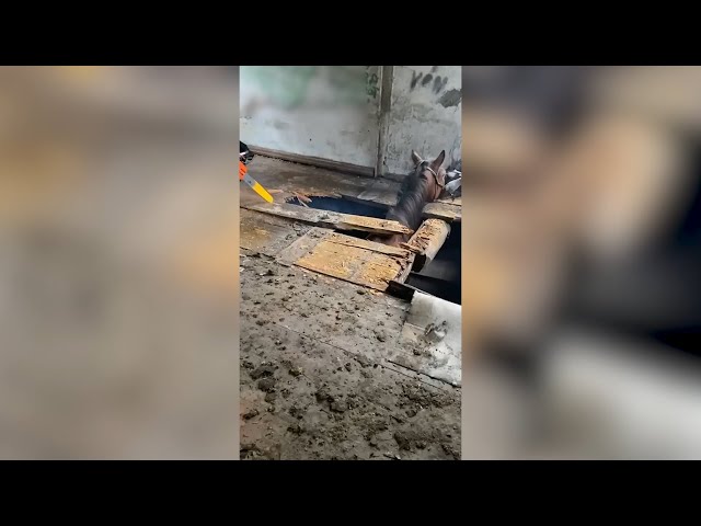 В Иркутске провели операцию по спасению лошади, которая оказалась в западне в одном из заброшенных домов