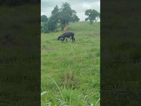 Conceição do Araguaia e sua pecuária leiteira