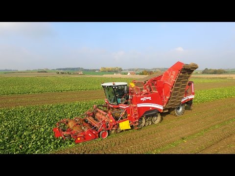 Grimme maxtron 620 -Dewulf 8000 -Bieten rooien 2016- Goemaere uit Sint Denijs
