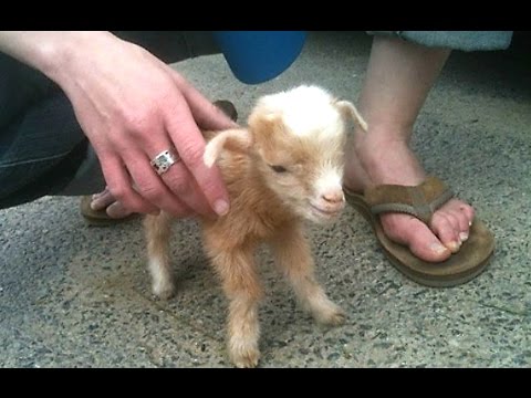 , title : 'Cute Baby Goats - A Cute And Funny Baby Goats Compilation || NEW HD'