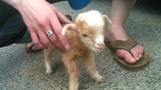 Cute Baby Goats - A Cute And Funny Baby Goats Compilation || NEW HD