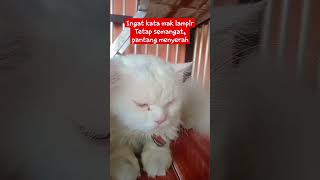 Download lagu Ingat kata mak lampir , tetap semangat pantang menyerah! mp3