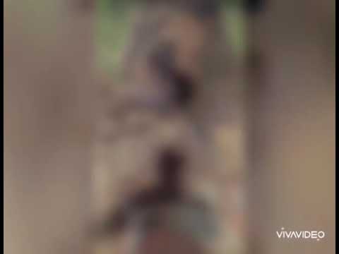 My loving dog ❤ bruno