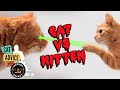 An Imperfect Pair When Cat Energy And Age Clash