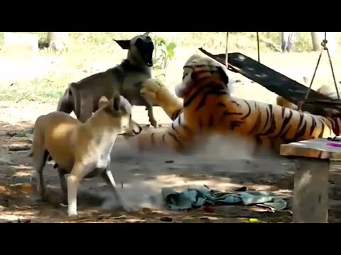 Assustando CACHORRO com TIGRE de pelucia 😱😆  Fake Tiger vs Real Dogs Prank Very Funny