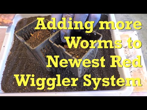 Haul-out #2 from cocoon nursery to boost newest bin's worm count - vermicompost