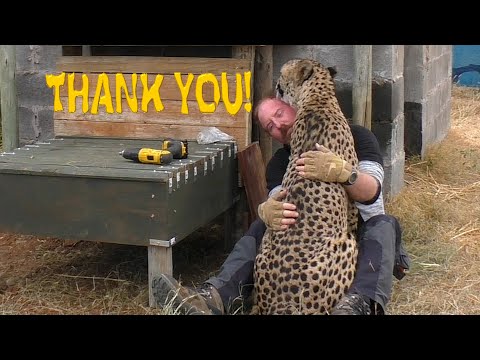 Watch This Cheetah Shower Affection and Gratitude