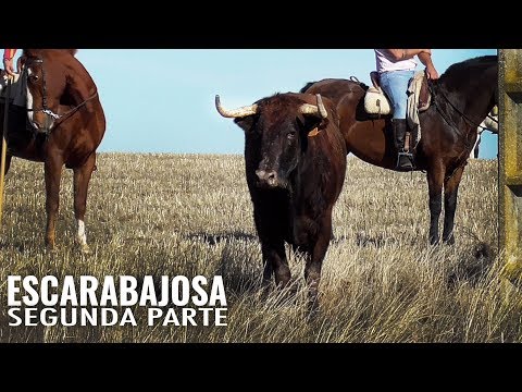 Escarabajosa 2019 Segunda Parte