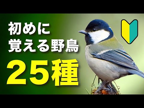 夏冬にミソサザイに餌を与える方法