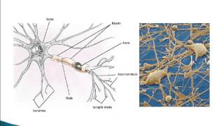Psychology 101: The Structure of the Neuron