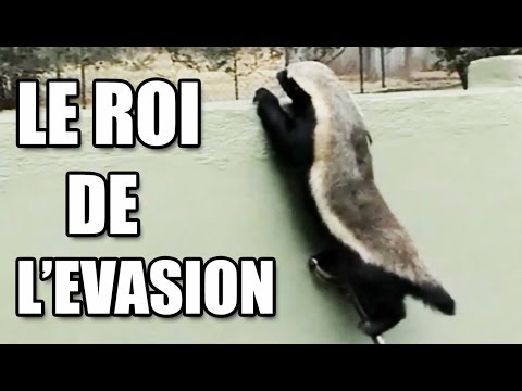 CET ANIMAL EST INARRÊTABLE ! (RATEL) - ZAPPING SAUVAGE