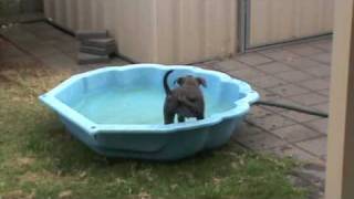 preview picture of video 'Witzend Farm- Kora the blue Staffy pup playing in the pool.'