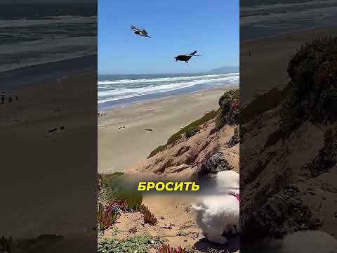 Удивительные способности обычной вороны 😯