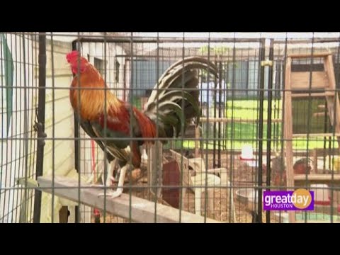 The Chicken Rescue