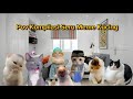 Pov Kucing Kompilasi Meme Kucing Lucu Pov Meme Kucing Cat