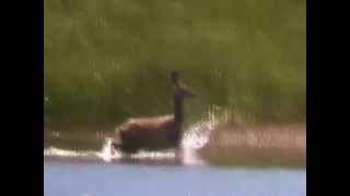 Deer Swimming Across Wickiup