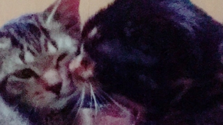 くろねこぱんつ のライブ ストリーム