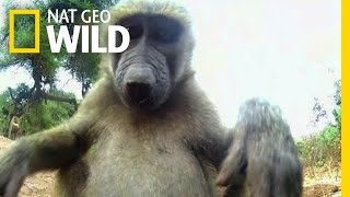 Olive the Other Baboons Are Curious | Nat Geo Wild