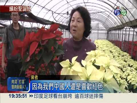 檸檬雪.冰火... 新品種聖誕紅爭豔