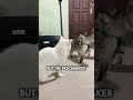 Tabby Cat Stops A Bully Cats Kitten