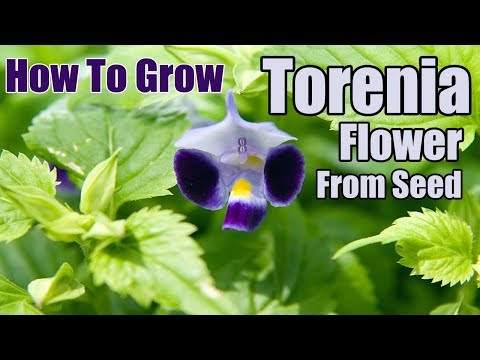 , title : 'How To Grow Torenia Flower From Seed | Gardening story'