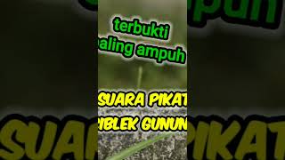 Download lagu suara pikat cigun dapatkan durasi lebih panjang mp3