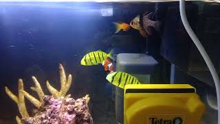 黃金鰺(無齒鰺 golden trevally, Gnathanodon speciosus)