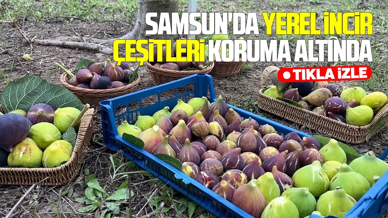 Samsun'da yerel incir çeşitleri koruma altında