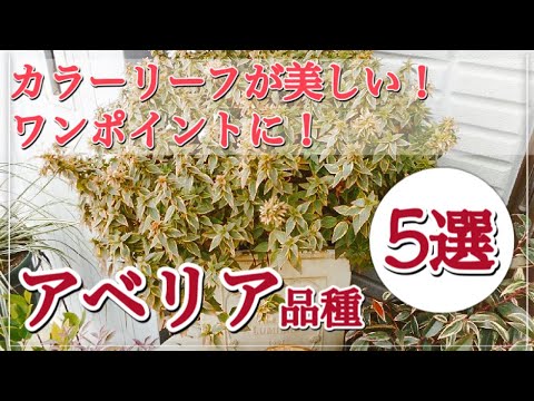 アベリア 植物